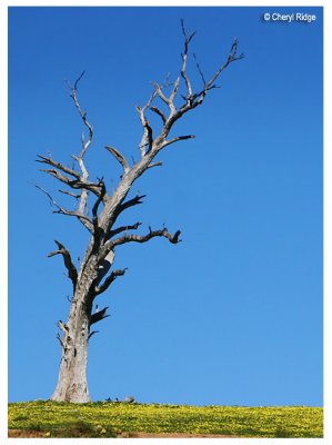 9624- old tree near Strathalbyn