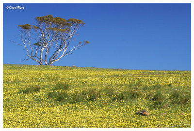 9643- field of yellow near Strathalbyn