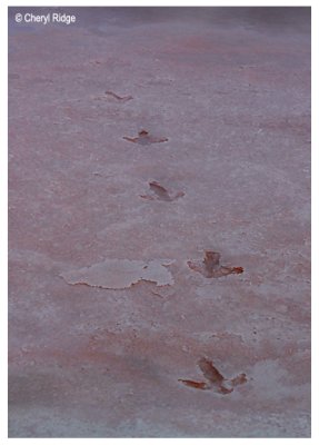 0609- Pink Lakes (emu tracks)