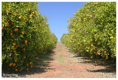 9815- orange trees at Swan Reach SA