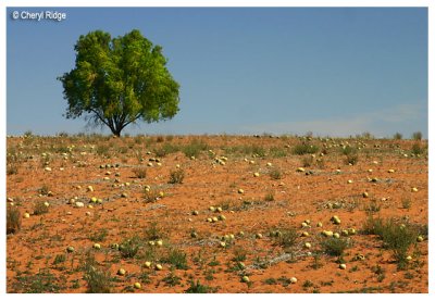 9936- wild paddy melons at Stockyard Plain near Waikerie SA