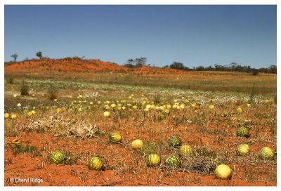 9940- wild paddy melons at Stockyard Plain near Waikerie SA