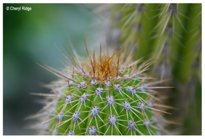 0661- cactus