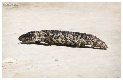 0885-sleepy-lizard-shingleback