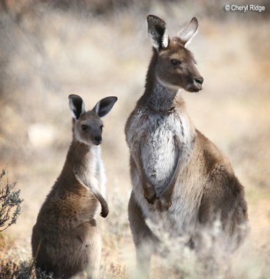 9620b- Kangaroo mum and joey
