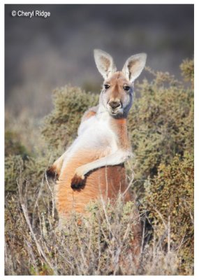 0329b- red kangaroo
