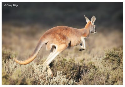 0331- red kangaroo