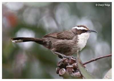 White-browed Babblers