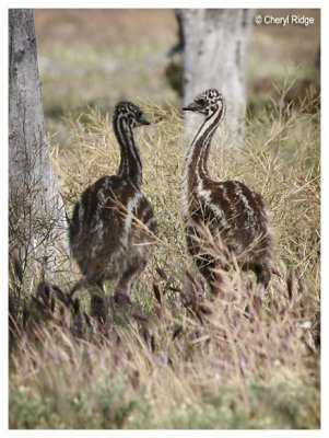 0903-emu-chicks
