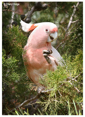 0803- Major Mitchell's (Pink) Cockatoo
