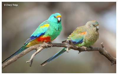 9993-mulga-parrot-pair