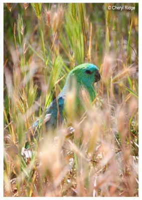 0494-red-rumped-parrot - male
