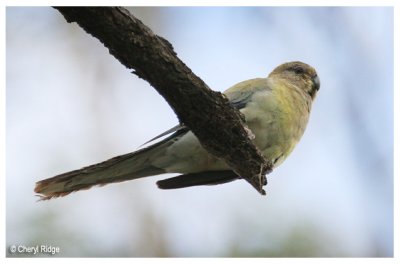 0610-red-rumped-parrot - female