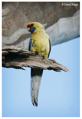 0693-crimson-rosella-yellow