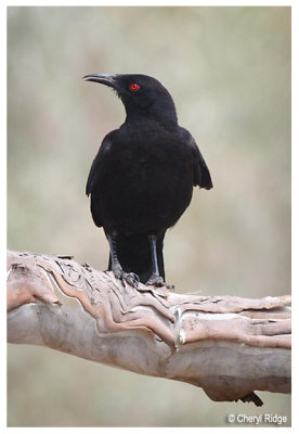 0829-white-winged-chough