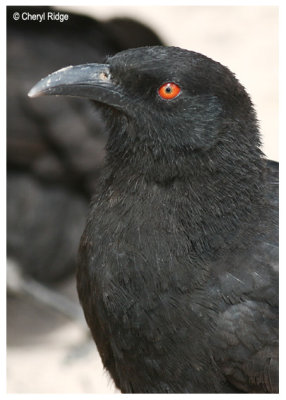 White Winged Chough