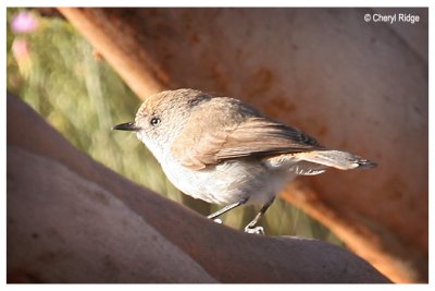 0193-chestnut-rumped-thornbill