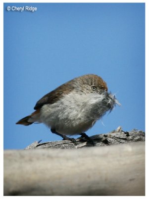 0740-chestnut-rumped-thornbill