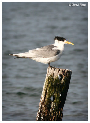 9528-Crested tern-coorong