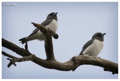 0562- woodswallows
