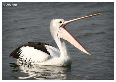 9489-pelican-coorong
