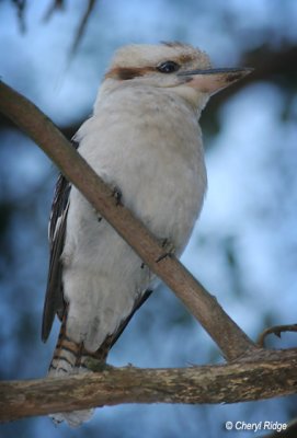 8501- kookaburra