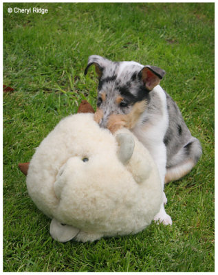 1079- Romy (ex spangles) with toy sheep! 6wks