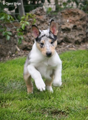1119- spangles running (6wks)
