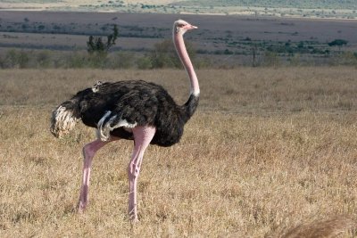 Birds of Kenya