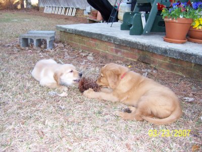 The pups love to chew pine cones - - when they aren't chewing on each other!