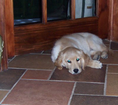 Libby likes the cool air coming into the kitchen from under the playroom door. (11 weeks)