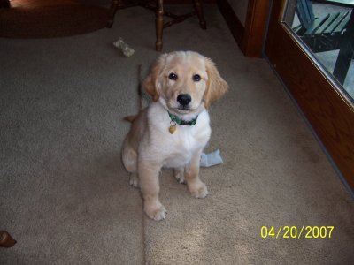 Libby at the back sliding door. SOMETIMES she lets us know she needs to go out. (12 weeks)