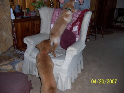 The pups rock'n roll when they get together. (12 weeks)