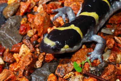ringed salamander