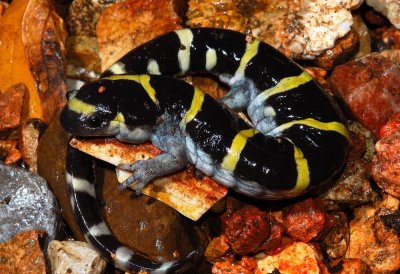 ringed salamander