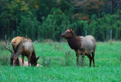 Cow watches calf off picture