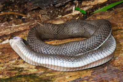 Hognose snake death-feigning