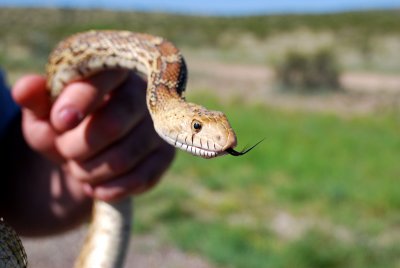 Gopher snake, Fort Davis