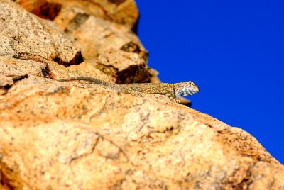 Big Bend Canyon Lizard, Grapevine Hills