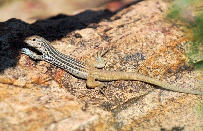 Plateau Spotted Whiptail, Grapevine Hills