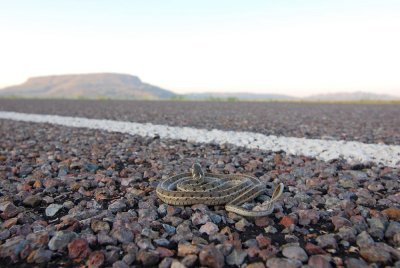 Checkered Garter surveying the land