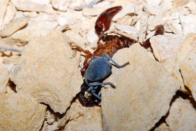 Beetle eating dead scorpion