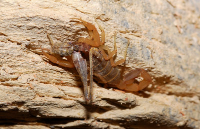 Bark scorpion eating cricket