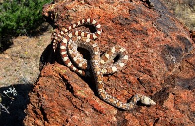 Gopher snake on rock
