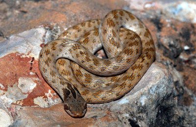 Texas night snake
