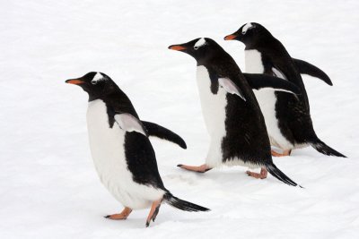 Antarctica - Wildlife