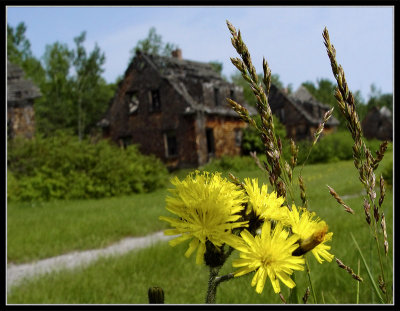 Dandelion