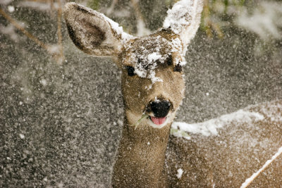deer in the snow 2.jpg