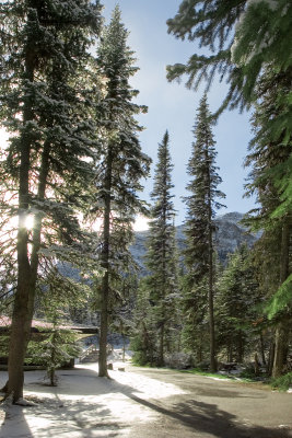 fir trees at Lake Louise.jpg
