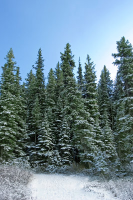 lake louise four.jpg